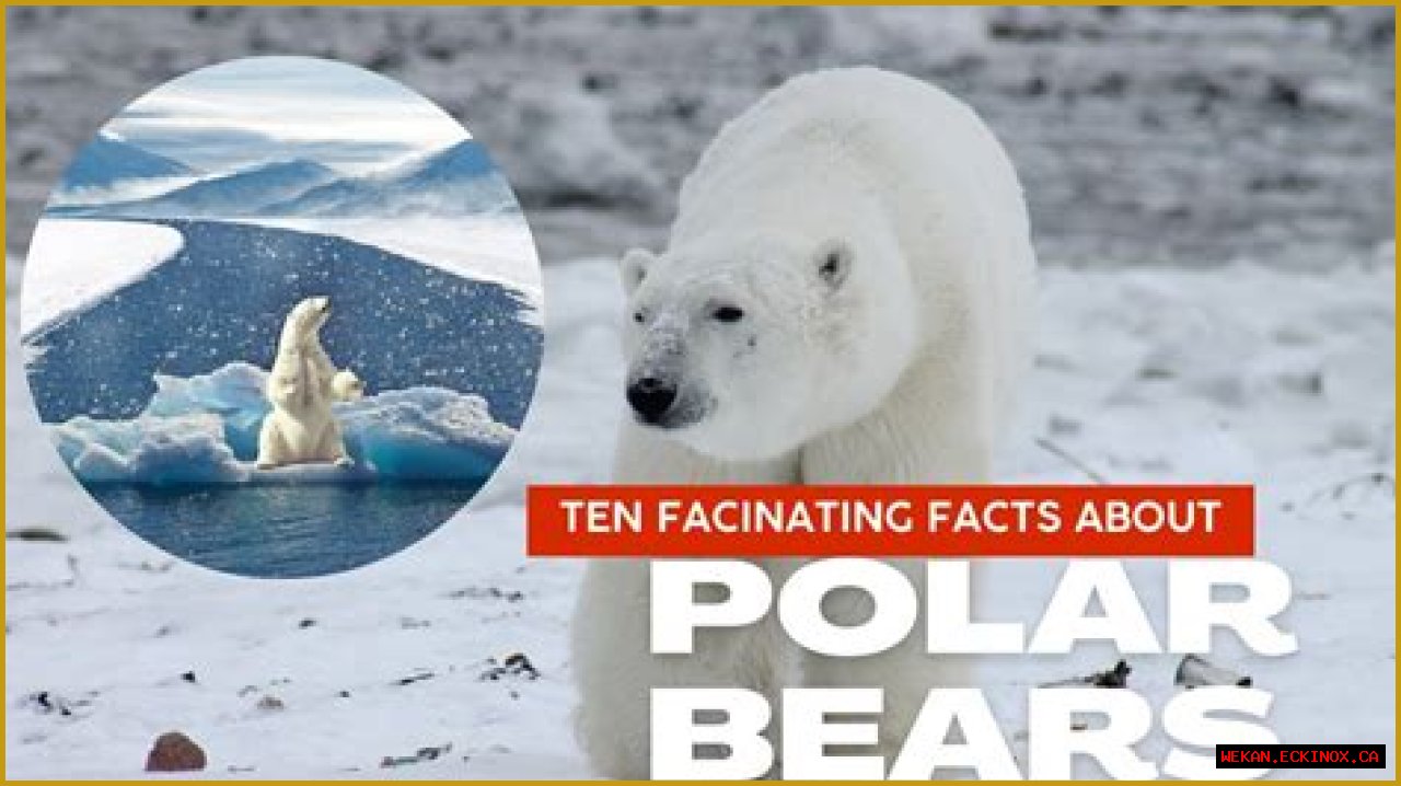 Discovering The Marvels Of Polar Bears In Arlington: A Comprehensive Guide